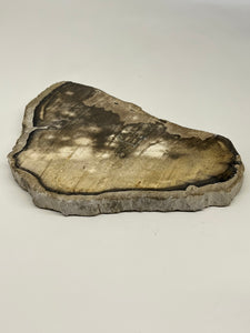 Petrified wood slab